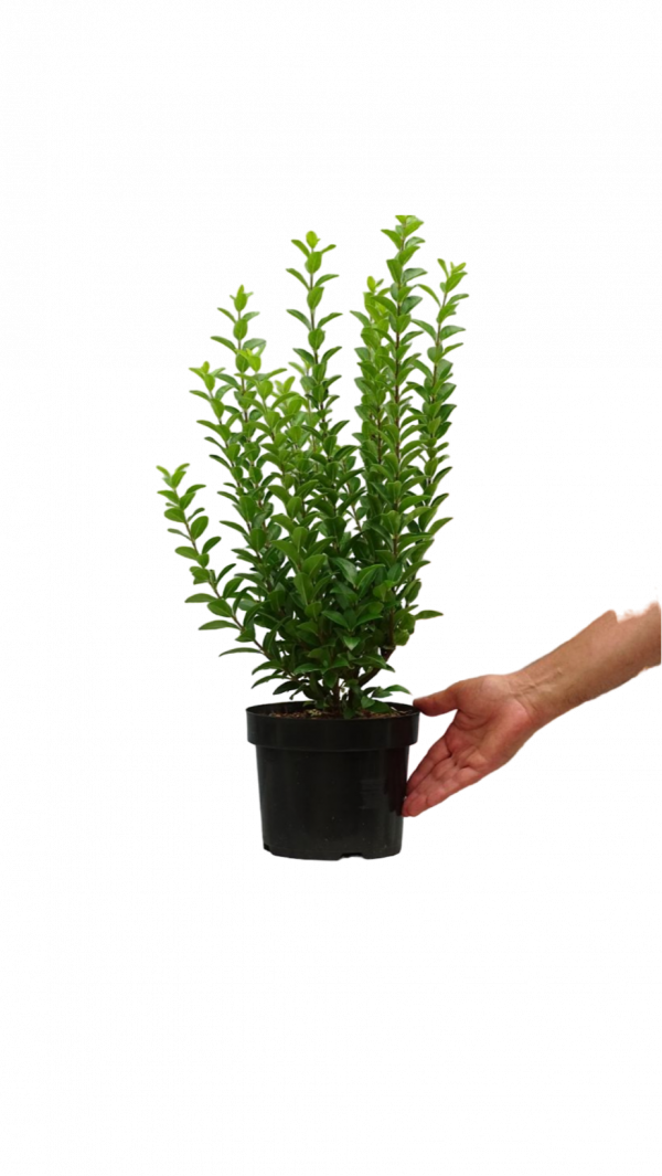 Ligustrum ovalifolium 60- 80 P19⌀