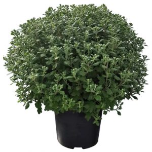 Chrysanthème pomponette 1 couleur pot de 5L