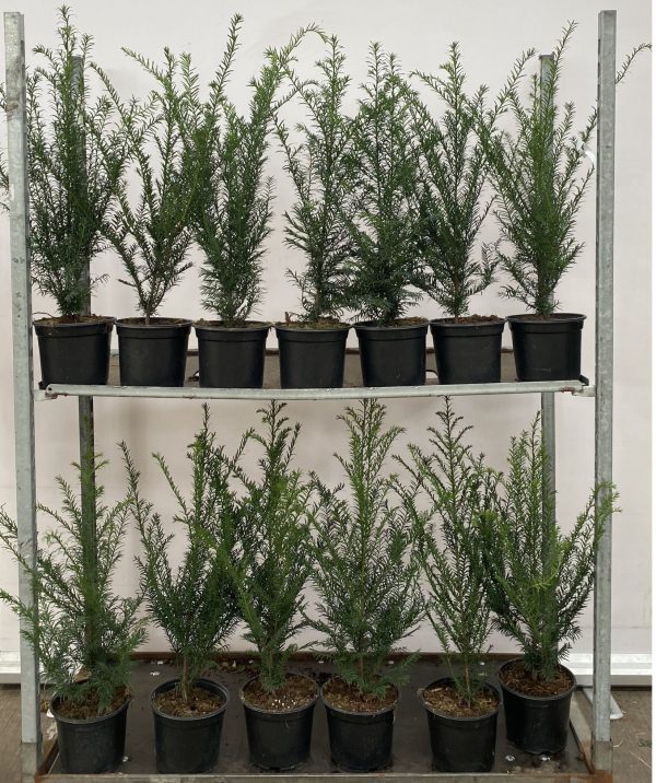 TAXUS BACCATA P19 / 30-50 CM