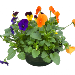 COUPE PENSEES 20cm