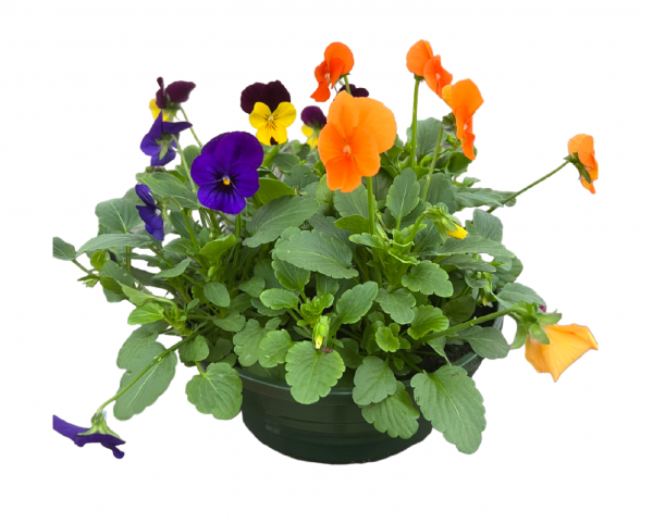 COUPE PENSEES 20cm
