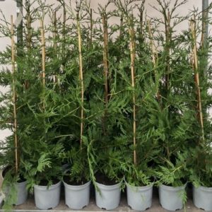 CUPRESSOSYPARIS LEYLANDII 2001 80-100 CM P19