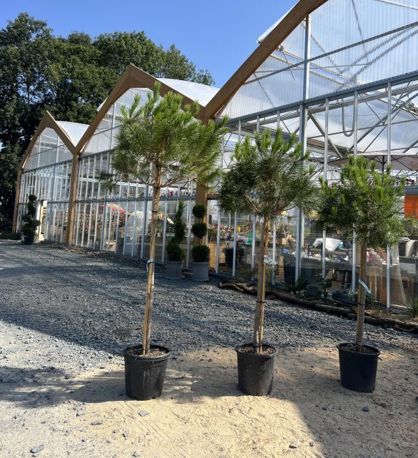 Pin Parasol (Pinus Pinea)  Plusieurs tailles disponibles
