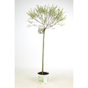 Saule crevette sur tige 90 CM Production NOE